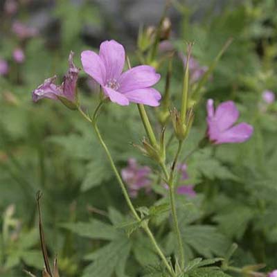geranium
