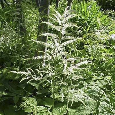 goatsbeard