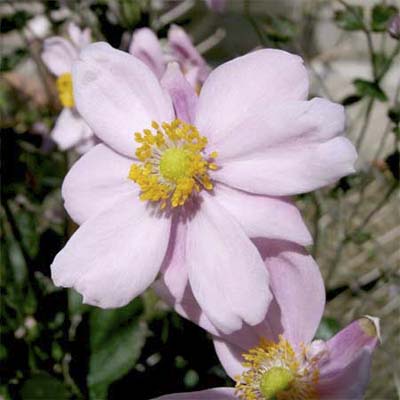 grape-leaved anemone