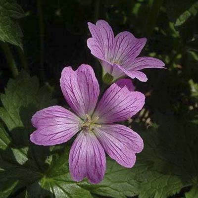 hardy geranium