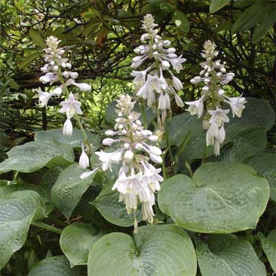 hosta