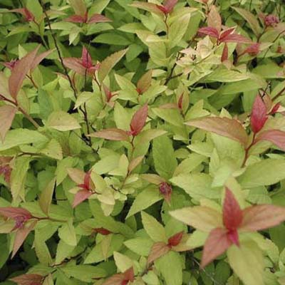 shrubs deciduous yellow yard summer leaves japanese spirea garden pink trees bright orange landscaping shrub late flowers turn plants outdoor