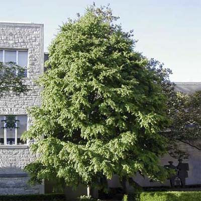 katsura tree