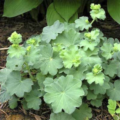 lady's mantle