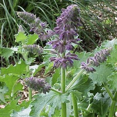 Lilac sage