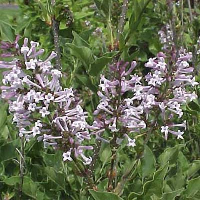 manchurian lilac