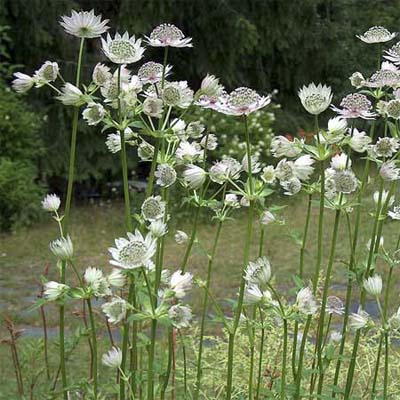 masterwort