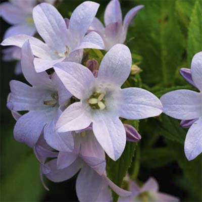milky bellflower
