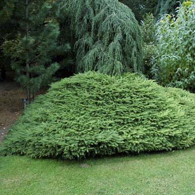 norway weeping spruce