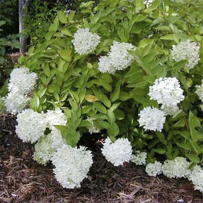 panicle hydrangea