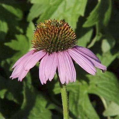purple coneflower