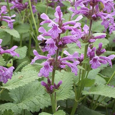purple lamb's ear