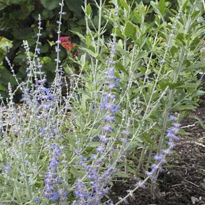 russian sage