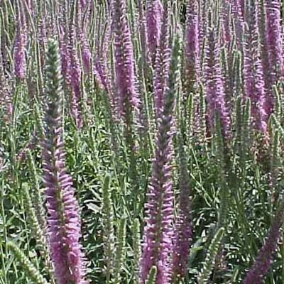 speedwell