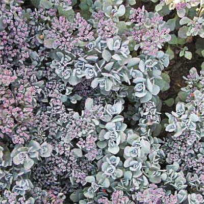 stonecrop