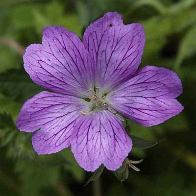 wood cranesbill geranium