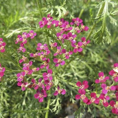 yarrow