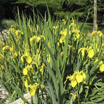 yellow flag iris