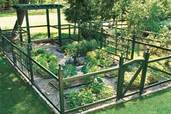 large plotted vegetable garden