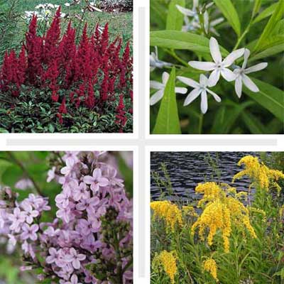 composite of four hardy ornamental flowers