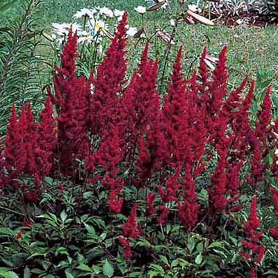 feathery plumes of an astilbe planting
