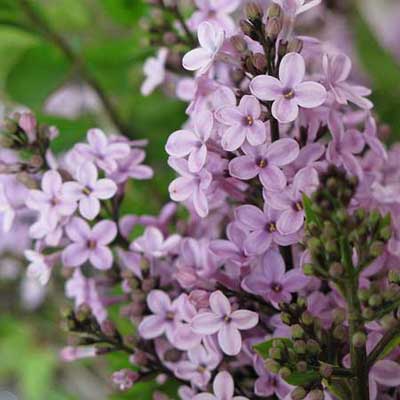 clustering flowers of the common lilac