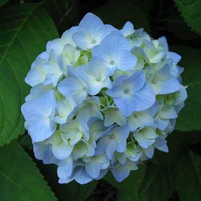 clusters of hydrangea flowers