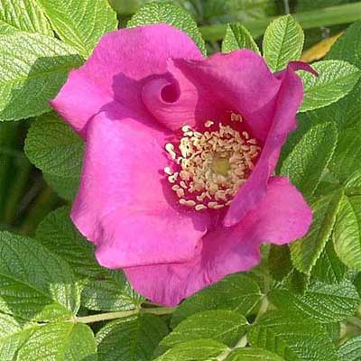 flower of the Rugosa rose