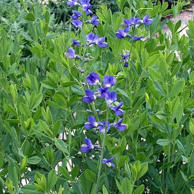flowering vine of the False indigo