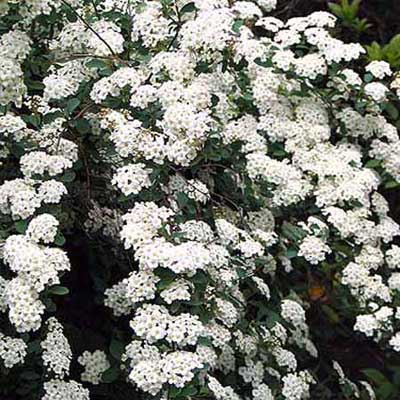 deciduous spirea shrub