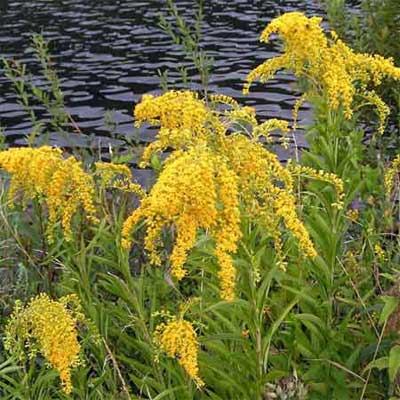 blaze of arching Goldenrod