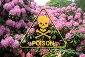 a rhododendron with pink flowers