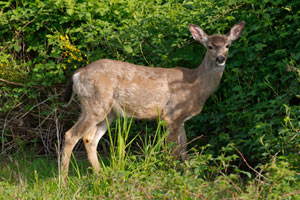white tailed deer at marymoor park