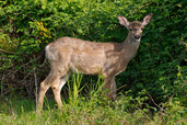 white tailed deer at marymoor park