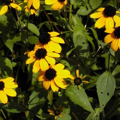 brown-eyed susan