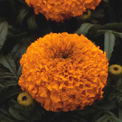 marigolds