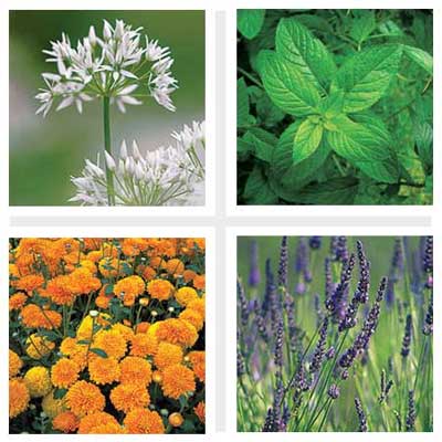 garlic, mint, lavender and marigolds