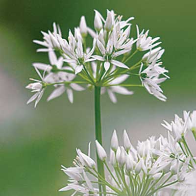 garlic flower