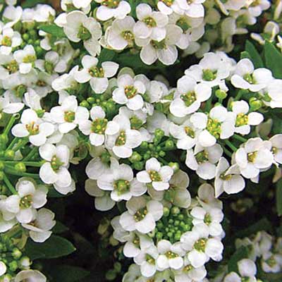 sweet alyssum