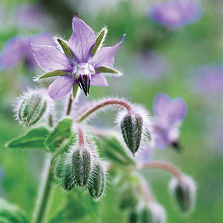 borage