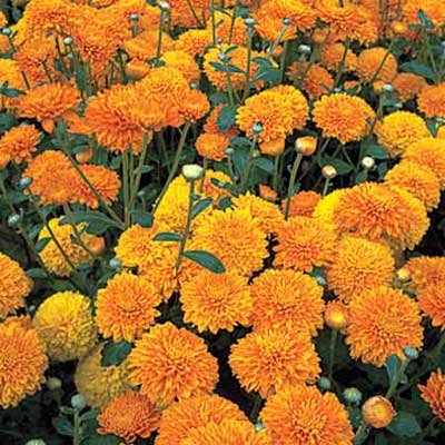 scented marigolds