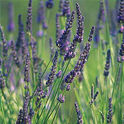 lavender