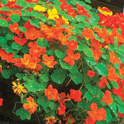 nasturtium