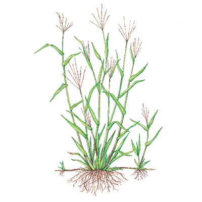 crabgrass weeds