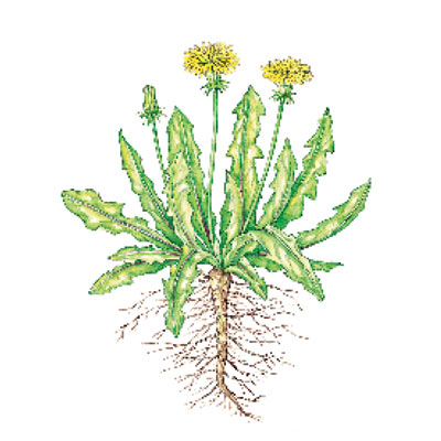 dandelions weeds