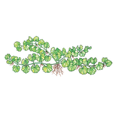 ground ivy weeds
