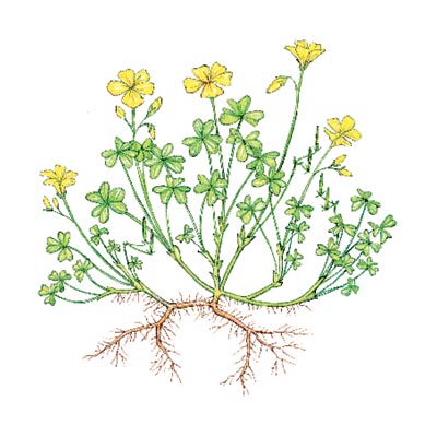 yellow woodsorrel weeds