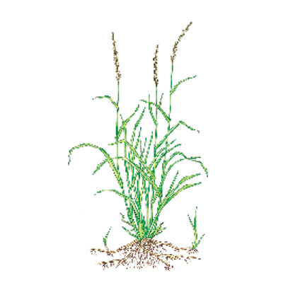 quackgrass weeds