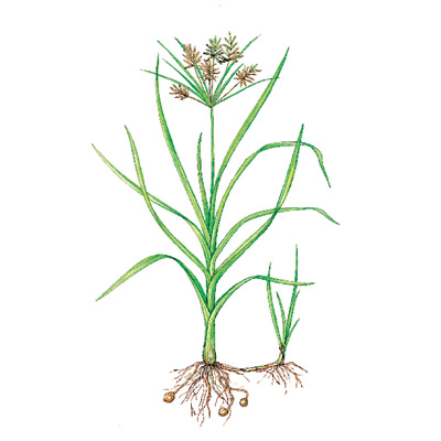 yellow nutsedge weeds