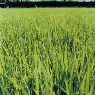 healthy green grass